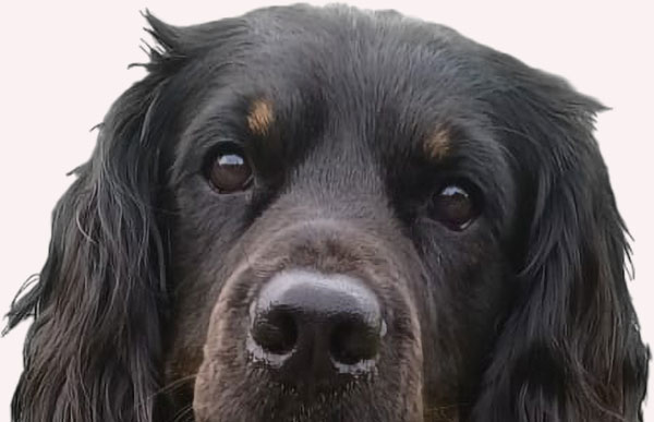 Hund-Yoshi-Kopf-Footer