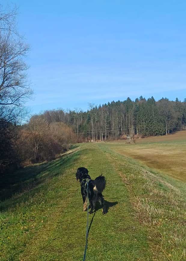 Hund-auf-Wiese-hält-Ausschau